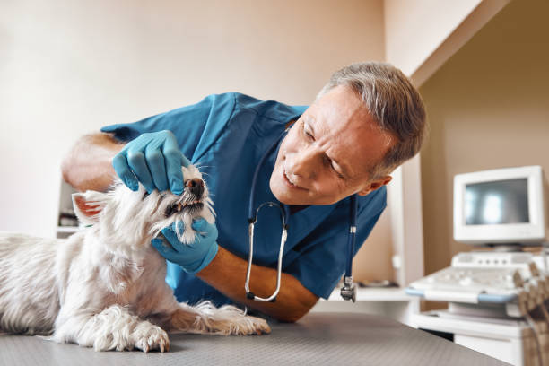 Best Emergency Dentist for Special Needs Patients in Ebensburg, PA